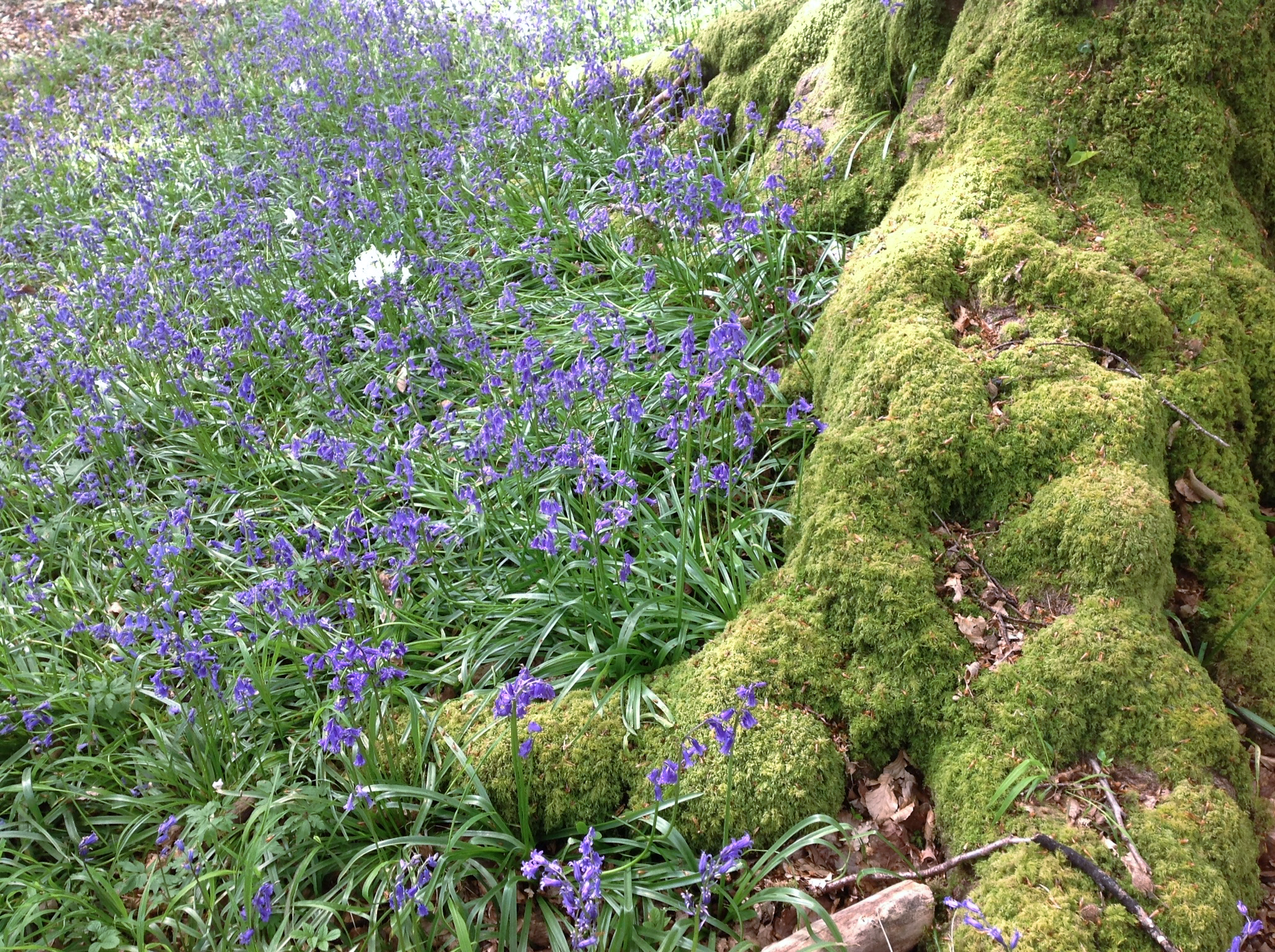 5S spring trees